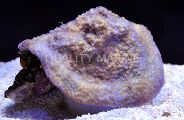 Blue Polyp Yellow Encrusting Montipora Coral :: 52210