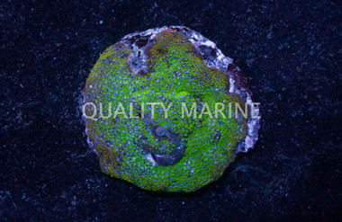"Pokerstar" Encrusting Montipora Coral :: 52211