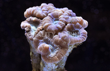 Green Big Pipe Trumpet Coral :: 52239