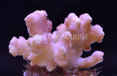 Red/Pink Stylophora Coral :: 52248