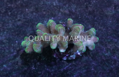 Green Polyp Stylophora Coral :: 52250