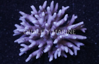 Birdnest, Red/Pink :: 52251