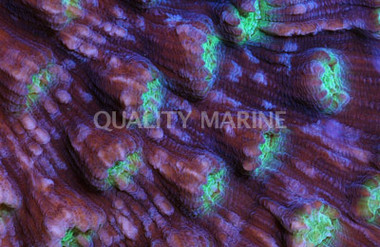 Green Elephantnose Coral :: 52256