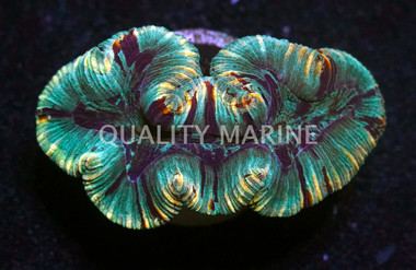 Red/Green Trachyphyllia Coral :: 52266