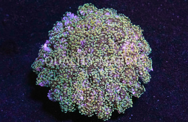 Gold Tip Grape Coral :: 52281