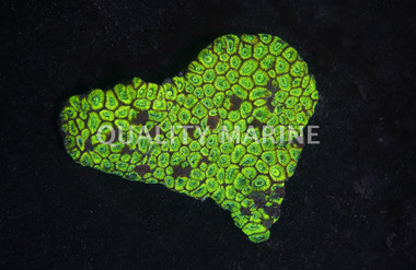 Ultra Coral Favia Brain Coral :: 52283