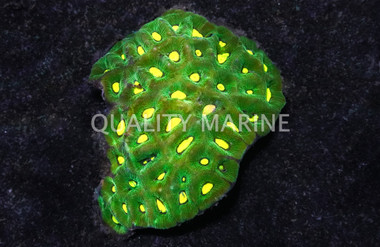 Brain Prism Green w/Neon Green Center :: 52287