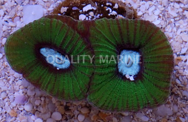 Brain Prism Green w/Teal Center :: 52288