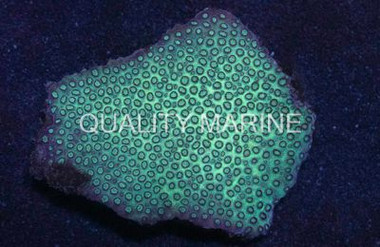 Green Cyphastrea Coral :: 52292