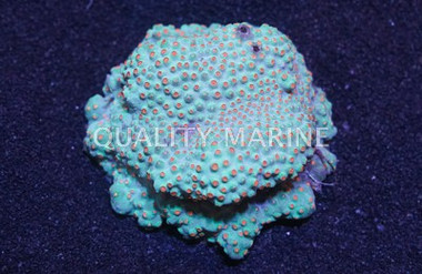 Red/Orange Meteor Cyphastrea Coral :: 52293