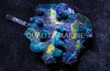 Metallic Green Paeonia Spiny Cup Coral :: 52296