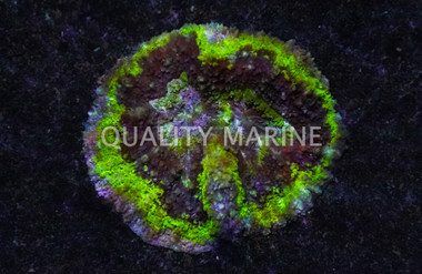 Green Symphyllia Brain Coral :: 52298