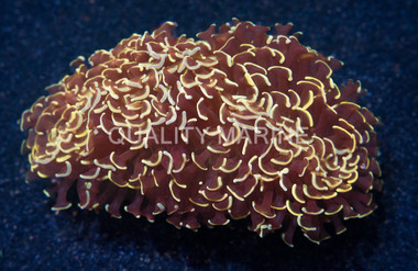 Gold Tip Hammer Coral :: 52302