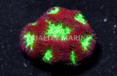 Red W/ Green Center Blastomussa Wellsi Coral :: 52306