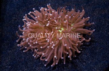 Purple Tip Green Torch Coral :: 52314