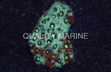 Brain Red War Coral :: 52320