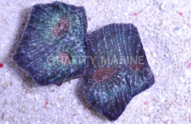 Orange Eye Green Mummy Chalice Coral :: 52355