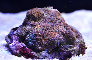 Orange Crush Echinata Coral :: 52361