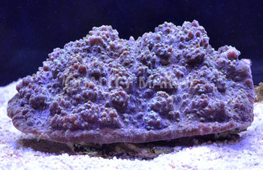 Green Marble Calypso Chalice Coral :: 52398
