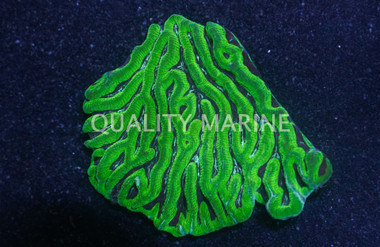 Neon Green Goniastrea Coral :: 52413