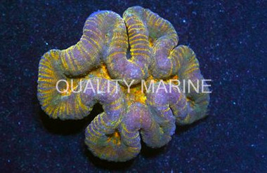 Orange Lobophyllia Brain Coral :: 52417