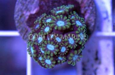 White/Blue Center Green Alveopora Coral :: 52426