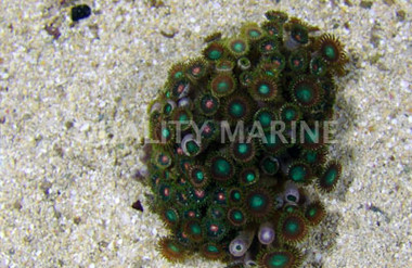 Assorted Colony Polyp :: 55500
