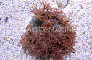 Clove Polyp :: 55503