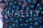 Green Colony Polyp :: 55506
