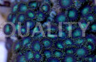 Green Colony Polyp :: 55506