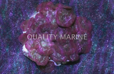Assorted Actinodiscus Mushroom :: 55508