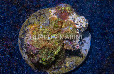 Colored Bullseye Mushroom :: 55510