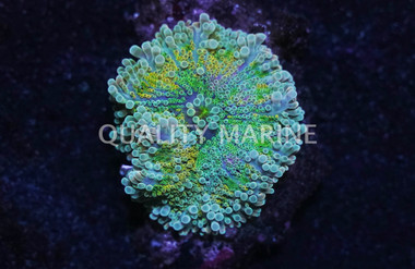 Colored Ricordea Yuma Mushroom   :: 55512