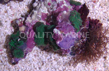 Green Fluorescent Actinodiscus Mushroom :: 55516