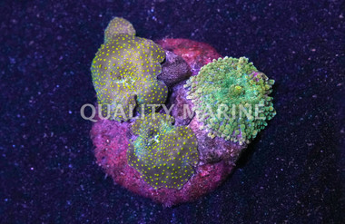 Spotted Actinodiscus Mushroom  :: 55518