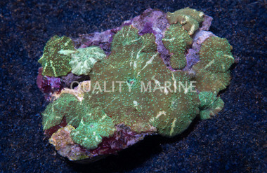 Green Striped Actinodiscus Mushroom :: 55519