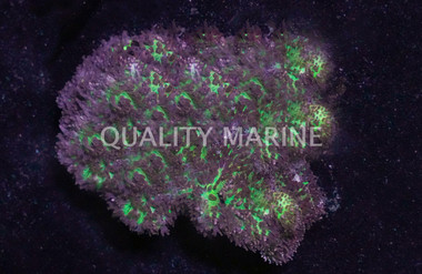 Lavender Hairy Mushroom :: 55520