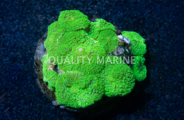 Metallic Rhodactis Mushroom :: 55521