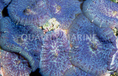 Purple Bullseye Mushroom (per polyp) :: 55522