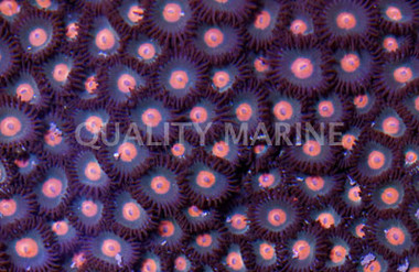 Orange Spot Colony Polyp :: 55527