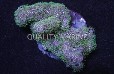 Green Branching Starburst Polyp :: 55534