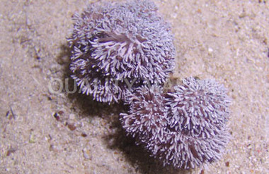 Pulsing Pom Pom Xenia :: 55540