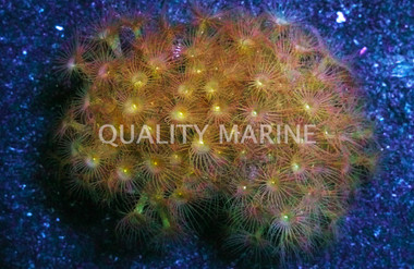 Yellow Colony Polyp :: 55541