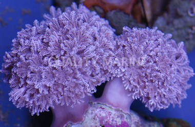 Pumping Xenia :: 55543