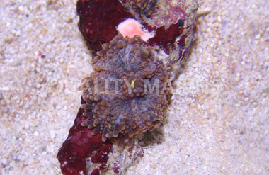 Orange Spot Ricordea Mushroom (Per Polyp) :: 55560