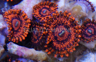 Darth Maul Colony Polyp :: 55578
