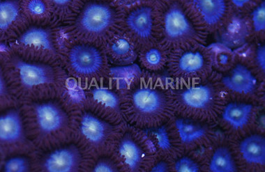 Blue Colony Polyp :: 55580