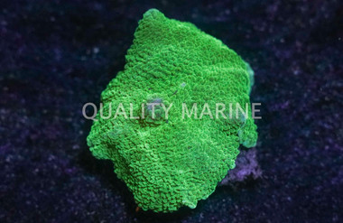 Green Elephant Ear Mushroom :: 55581