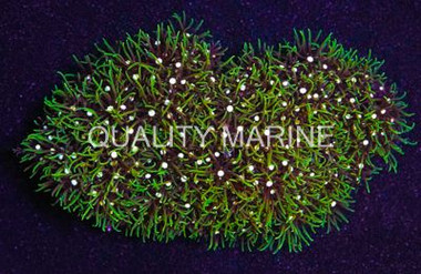 Metallic Green Starburst Polyp :: 55589