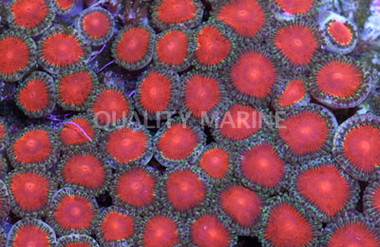 Red Micro Colony Polyp :: 55596